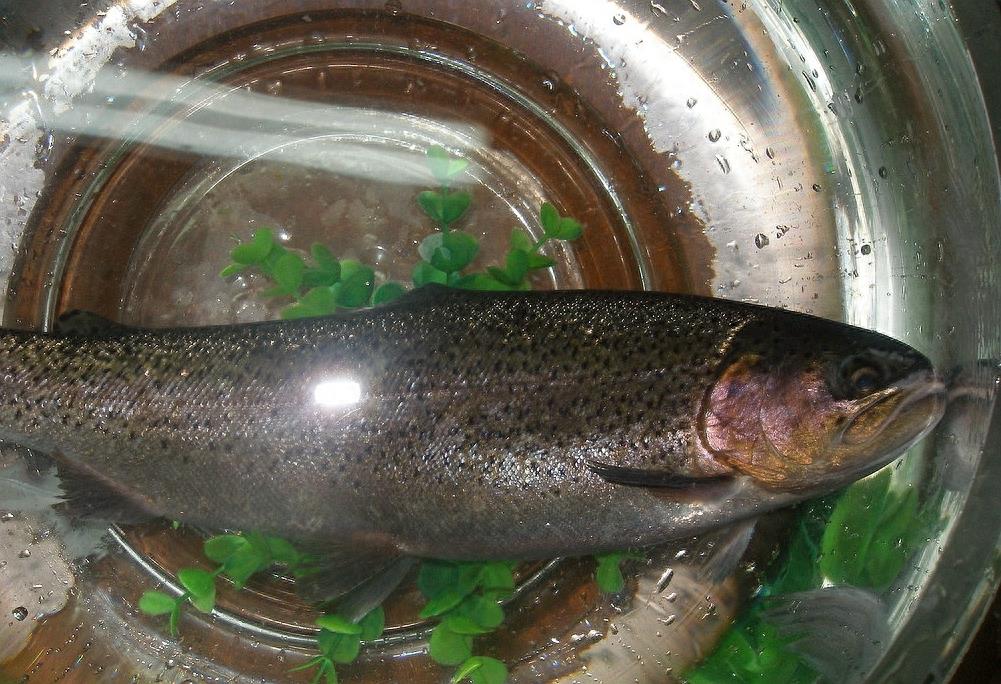 喀纳斯湖的凶猛“大红鱼”哲罗鲑，最长可达10几米，价格曾高达200元一斤