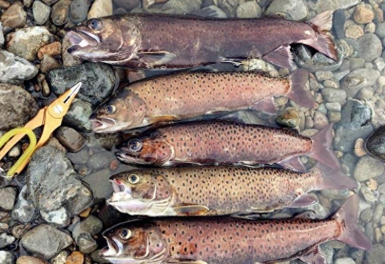 喀纳斯湖的凶猛“大红鱼”哲罗鲑，最长可达10几米，价格曾高达200元一斤