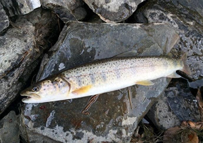 喀纳斯湖的凶猛“大红鱼”哲罗鲑，最长可达10几米，价格曾高达200元一斤