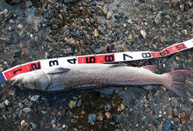 喀纳斯湖的凶猛“大红鱼”哲罗鲑，最长可达10几米，价格曾高达200元一斤