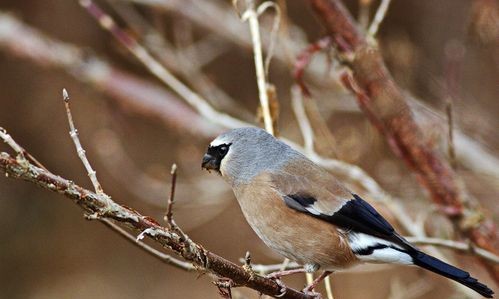 昆虫记麻雀主要内容