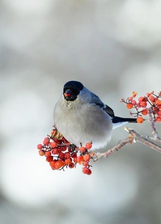 麻雀在什么的枝头什么地唱歌