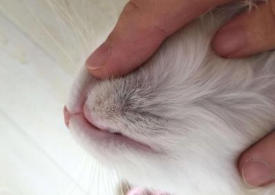 ​猫黑下巴怎么去除（猫咪黑下巴去除小技巧介绍）