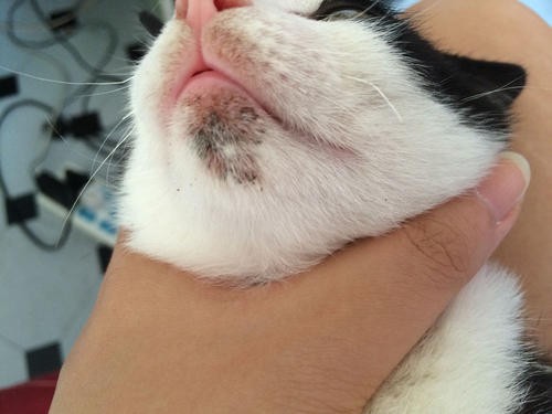 猫黑下巴怎么去除（猫咪黑下巴去除小技巧介绍）