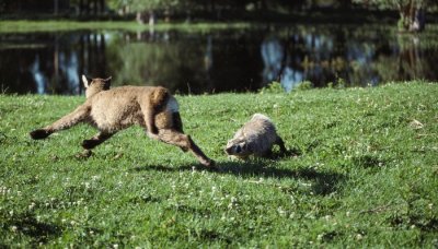 ​獾子最怕什么东西