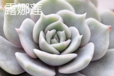 ​露娜莲和丽娜莲的区别