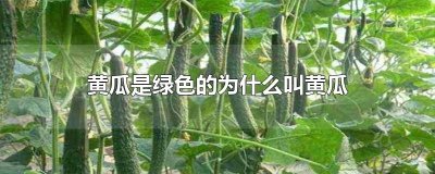 ​黄瓜是绿色的为什么叫黄瓜