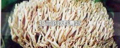 ​扫帚蘑菇有毒吗可以吃吗图片我想看看 扫帚蘑菇有毒吗