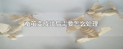 ​蚕茧变成蛾后需要怎么处理