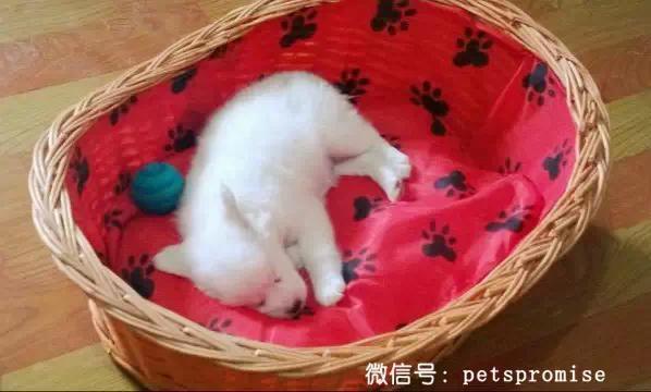 大傻和二傻的沙雕生活（一只汪来地球的使命）(4)