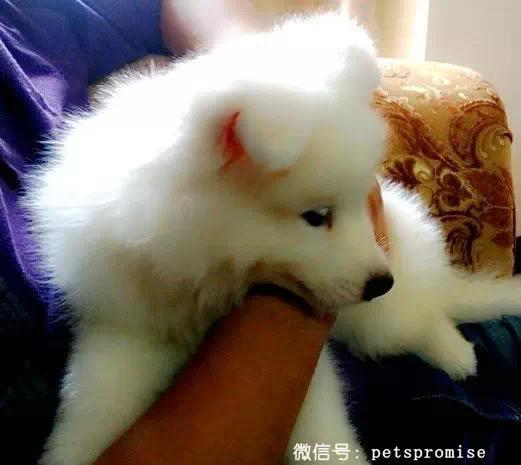 大傻和二傻的沙雕生活（一只汪来地球的使命）(8)