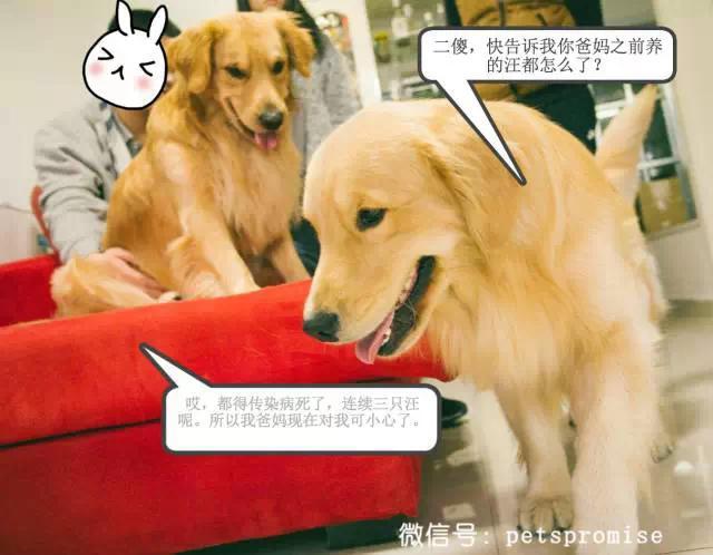 大傻和二傻的沙雕生活（一只汪来地球的使命）(1)