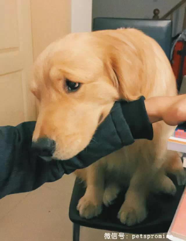 大傻和二傻的沙雕生活（一只汪来地球的使命）(6)