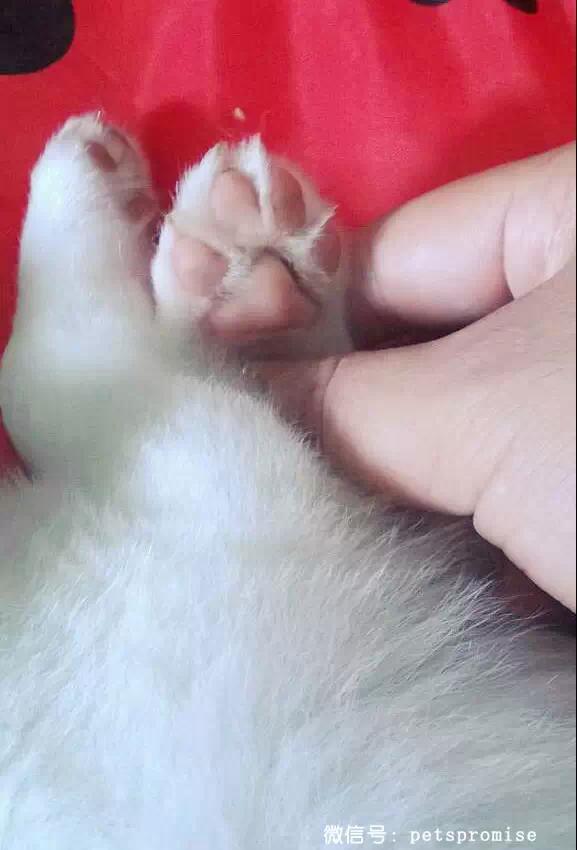 大傻和二傻的沙雕生活（一只汪来地球的使命）(5)