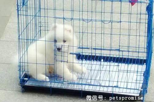 大傻和二傻的沙雕生活（一只汪来地球的使命）(10)