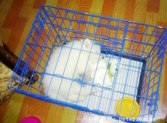 大傻和二傻的沙雕生活（一只汪来地球的使命）(12)