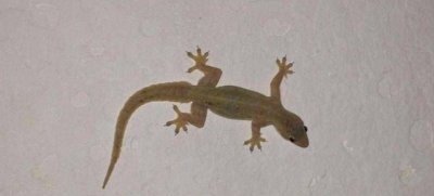 ​房子有壁虎咬人,壁虎会咬人吗,壁虎有毒吗