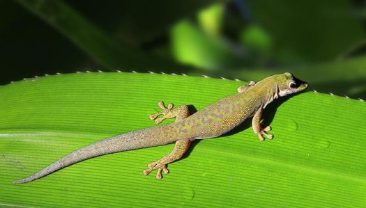 房子有壁虎咬人,壁虎会咬人吗,壁虎有毒吗图3
