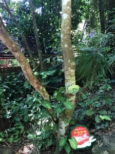 ​最毒的树有多可怕（能把自己毒死的毒树）