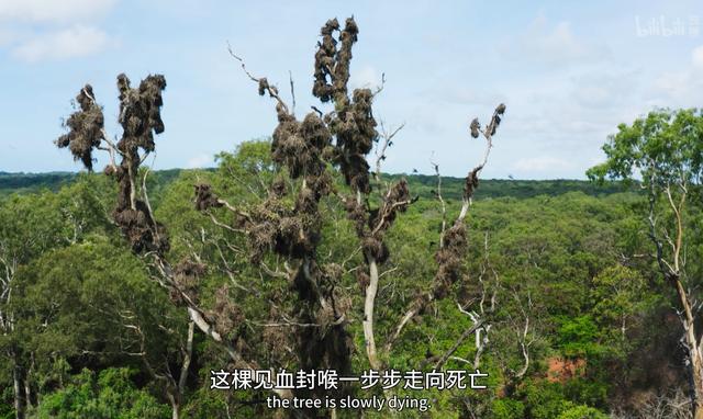 最毒的树有多可怕（能把自己毒死的毒树）(5)