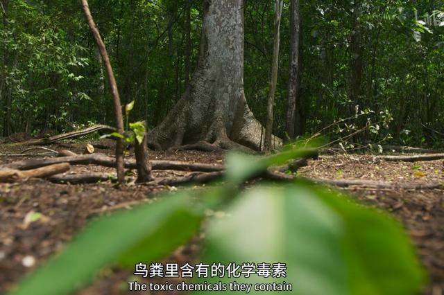 最毒的树有多可怕（能把自己毒死的毒树）(4)