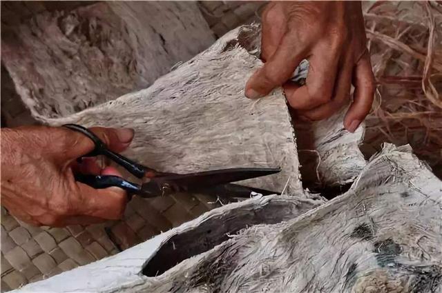 最毒的树有多可怕（能把自己毒死的毒树）(7)