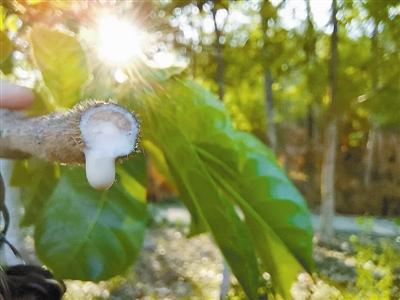 最毒的树有多可怕（能把自己毒死的毒树）(2)
