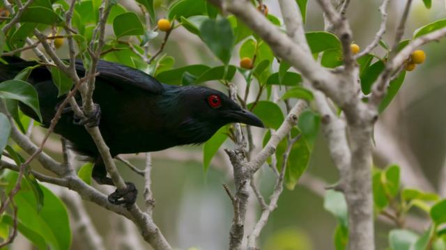 最毒的树有多可怕（能把自己毒死的毒树）(3)