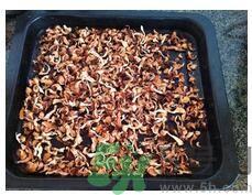 猴头菇粉怎么做？猴头菇饼干怎么做？