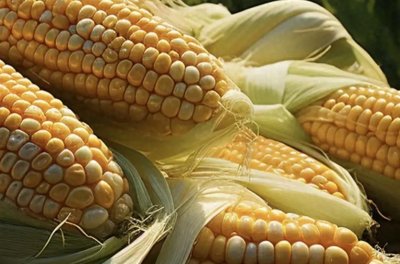 ​粮食品种基因转化，未来90%玉米转基因！