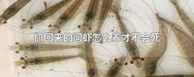 ​刚抓的河虾能怎么能养活 河虾抓回来怎么存活