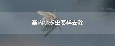 ​房间里有蠓虫怎么消灭 房间里有很多蠓虫