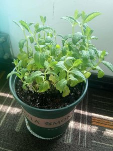 ​薄荷怎么繁殖