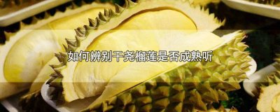 ​青皮干尧榴莲好吃吗 金枕干尧榴莲好吃吗