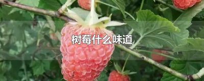 ​树莓什么味道