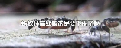 ​为什么蚂蚁往高处搬家就要下雨 下雨了蚂蚁往高处搬家对不对