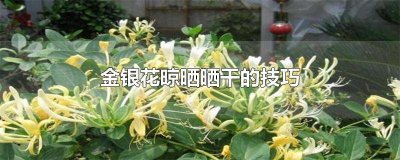 ​金银花晾干好还是晒干好 金银花晒干还是阴干